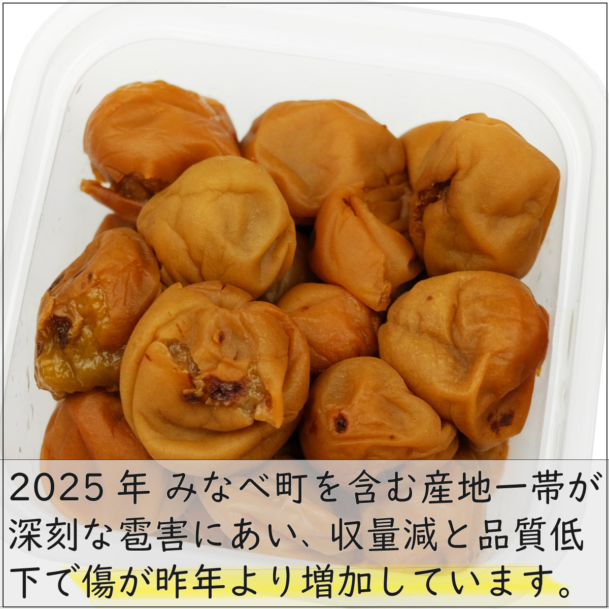 完熟つぶれ梅干白干無添加無選別フリーサイズ10kg入り