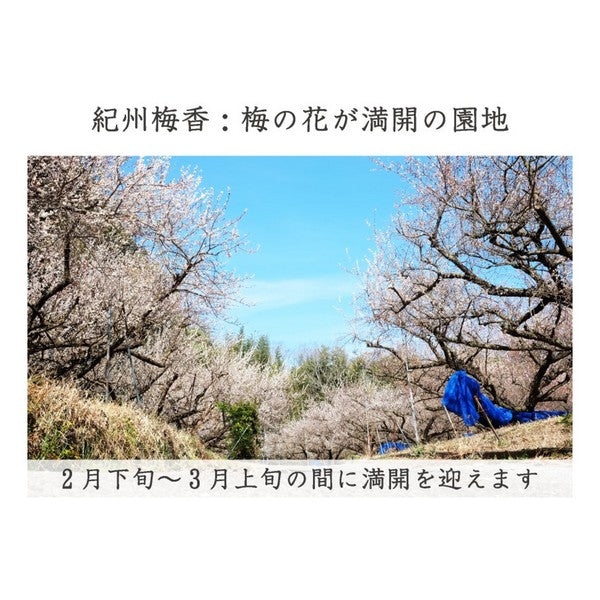 【無農薬 無添加 梅干し】紀州梅香の昔ながらの白干し梅 特上熟成梅 430g