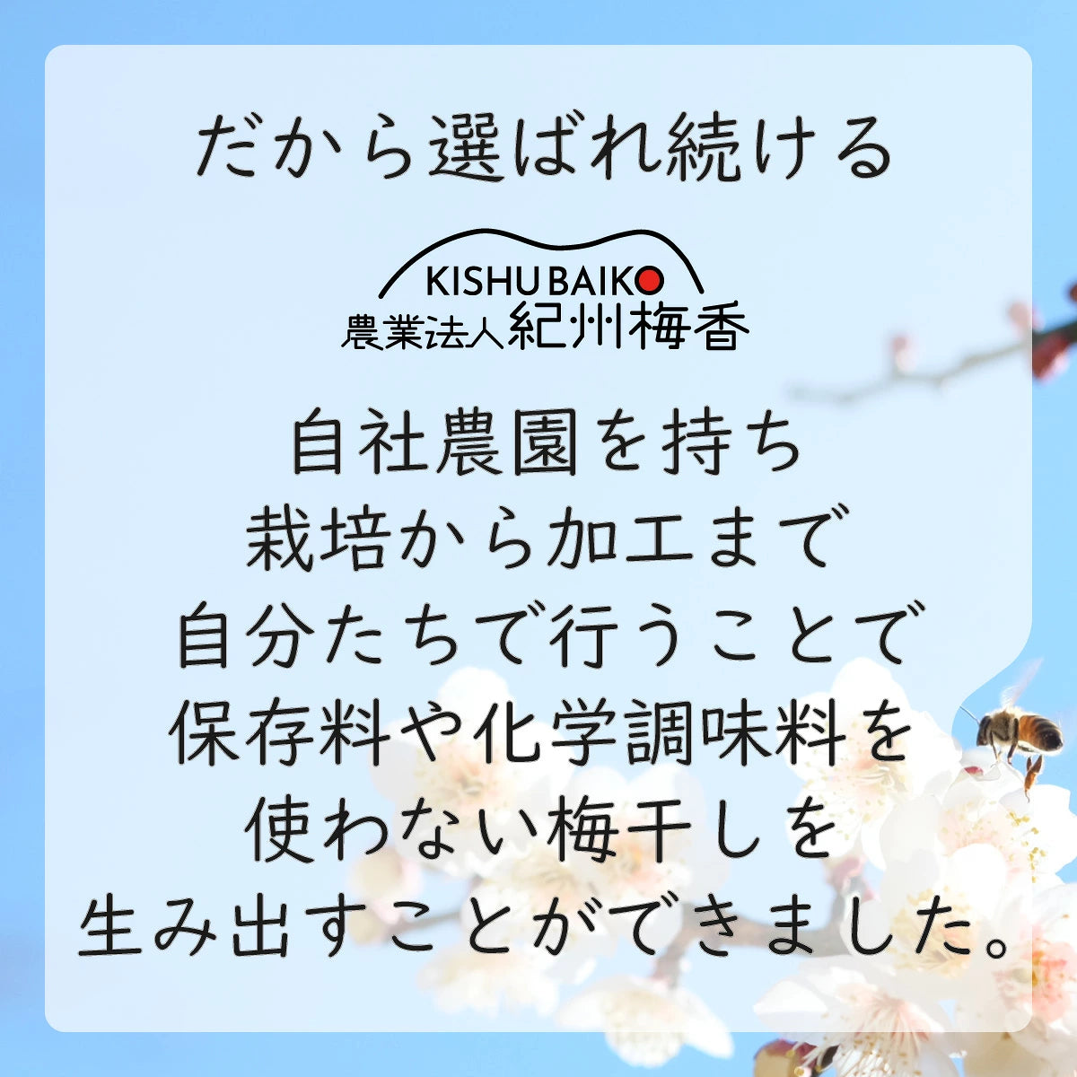 無添加 3年熟成ガリ梅(少し堅い梅) 塩だけ樽熟成：昔ながらの塩っぱい白干し梅（ガリ白梅干し）