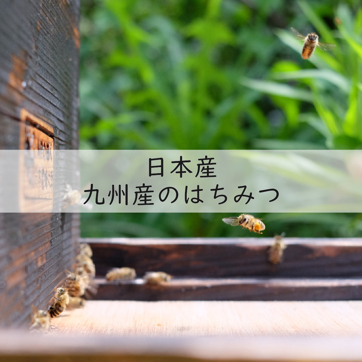 【無添加 梅干し】紀州梅香のはちみつ梅 500g (低塩6%)(中粒～大粒)