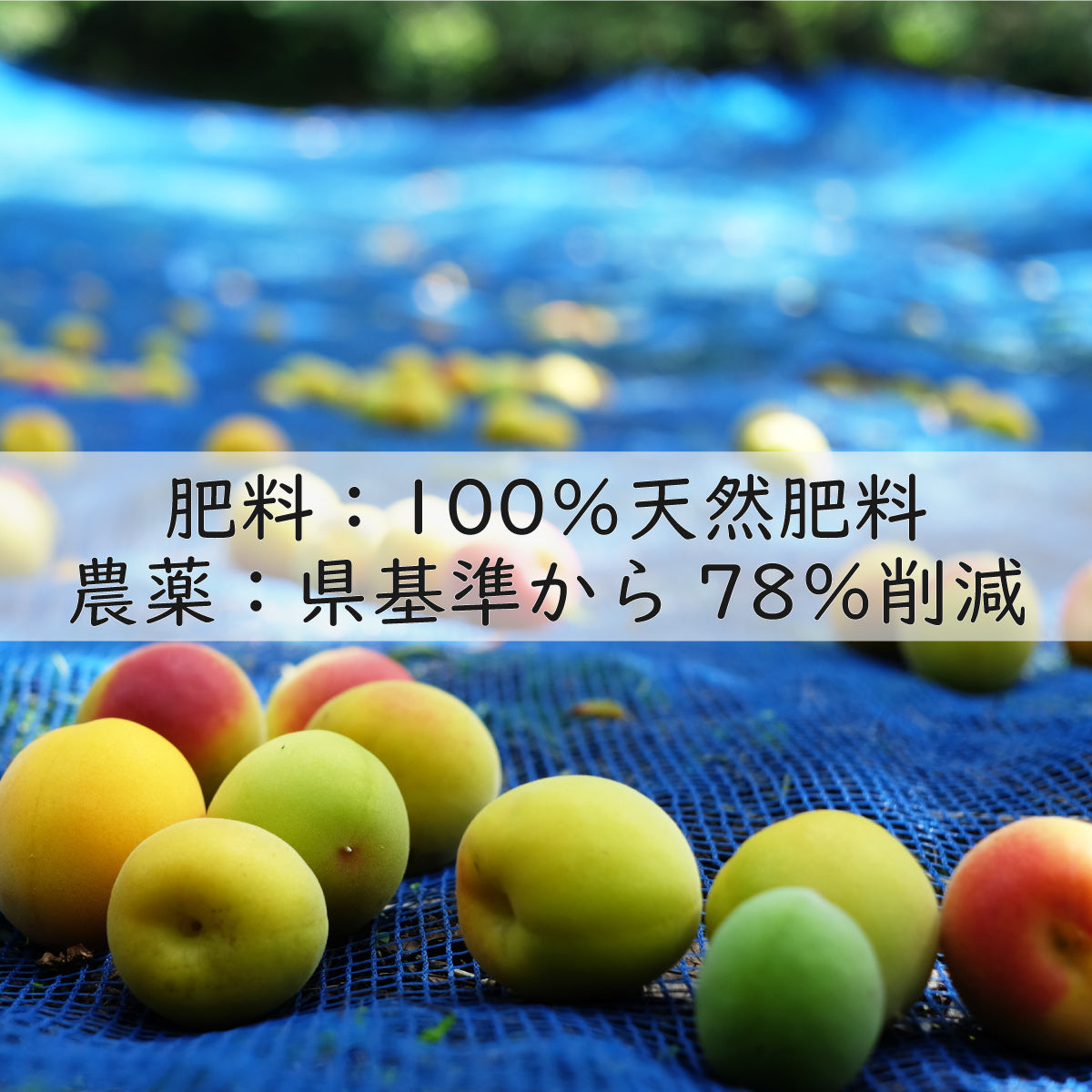 【無添加 梅干し】紀州梅香のはちみつ梅 500g (低塩6%)(中粒～大粒)