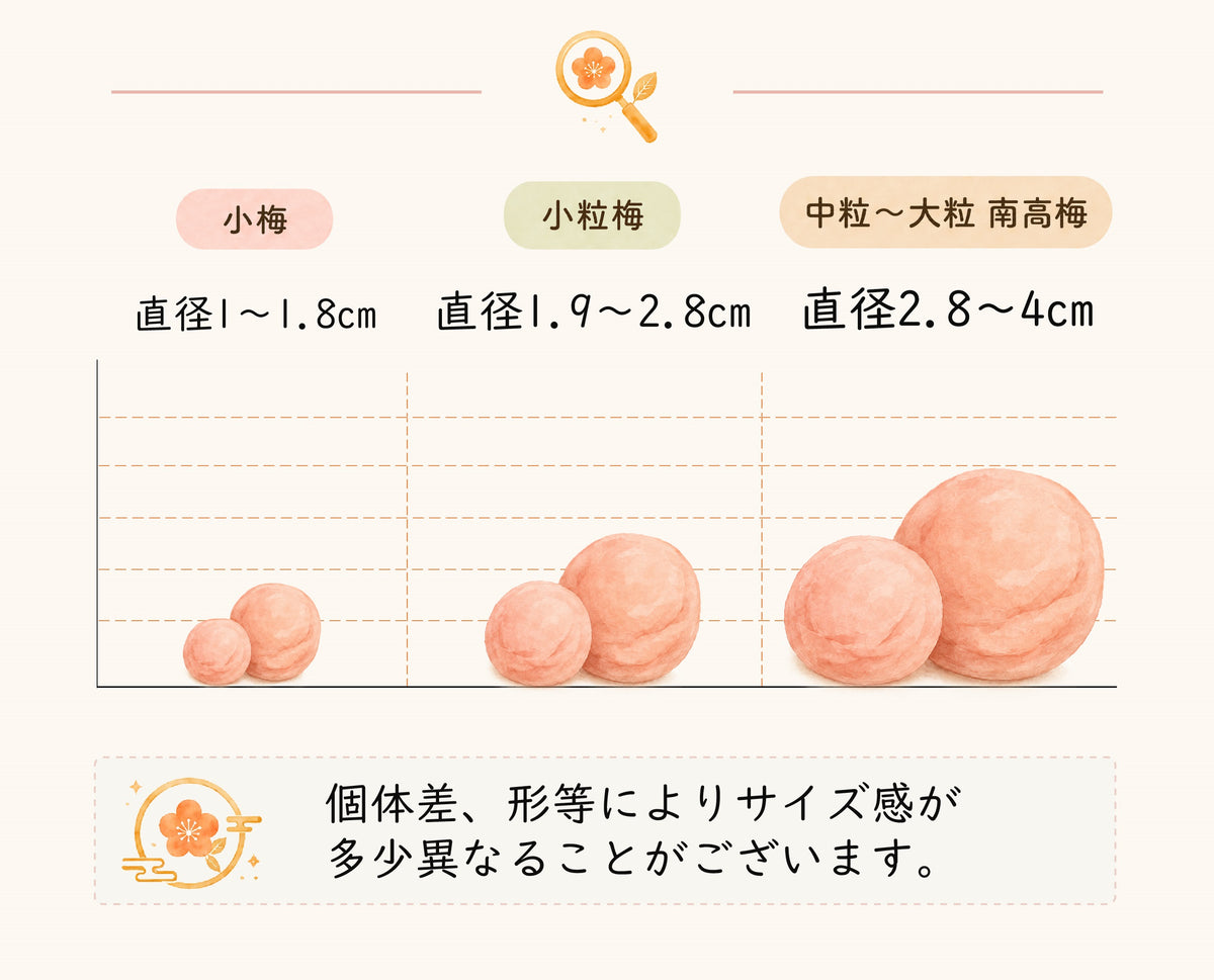 梅干しのサイズ比較表