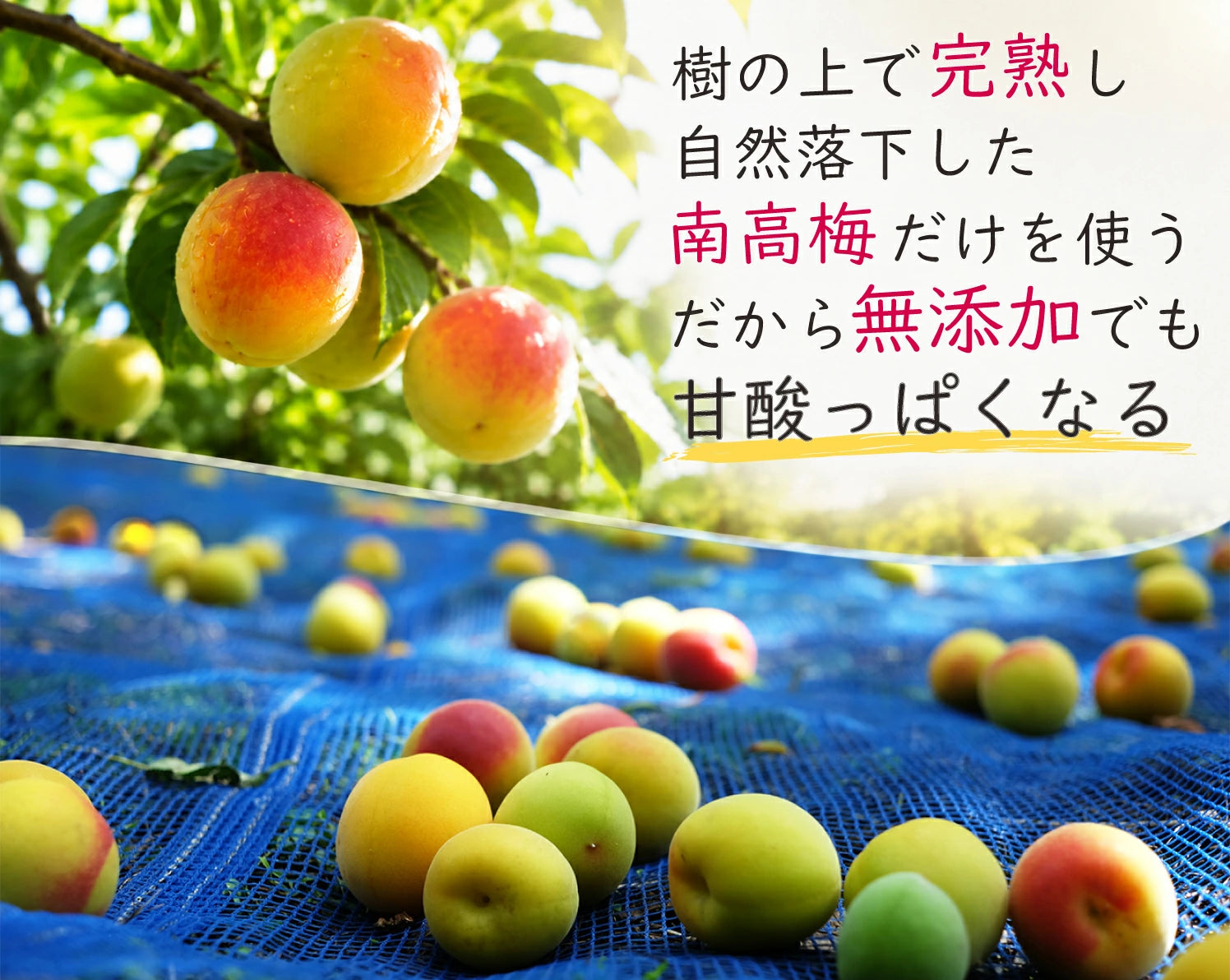 無添加 3年熟成ガリ梅(少し堅い梅) 塩だけ樽熟成：昔ながらの塩っぱい白干し梅（ガリ白梅干し）