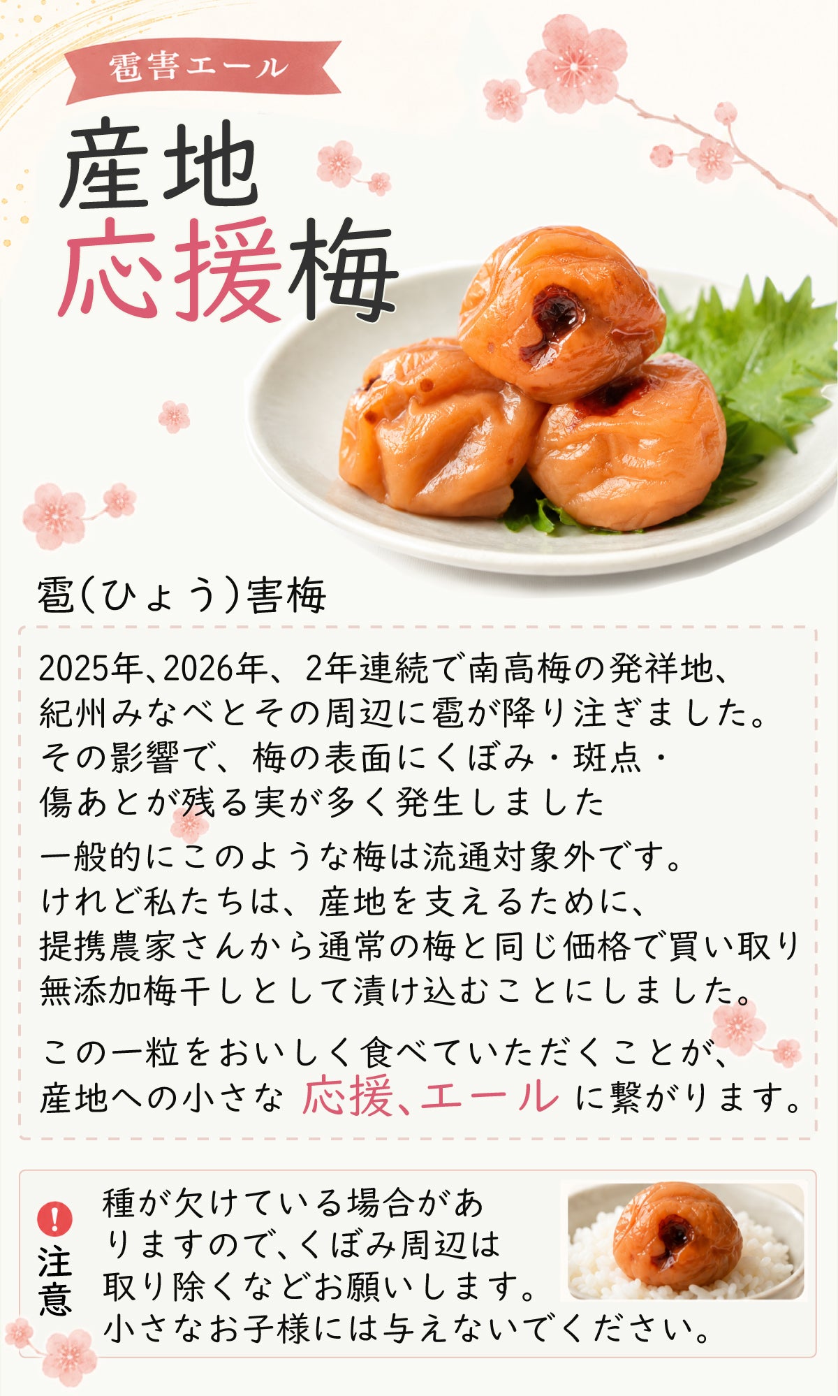 無添加 梅干し 訳あり 紀州南高梅 雹害ひょう害エール 塩だけ 白干し梅 20％ 傷あり 産地応援 和歌山県産 昔ながら 酸っぱい家庭用 国産