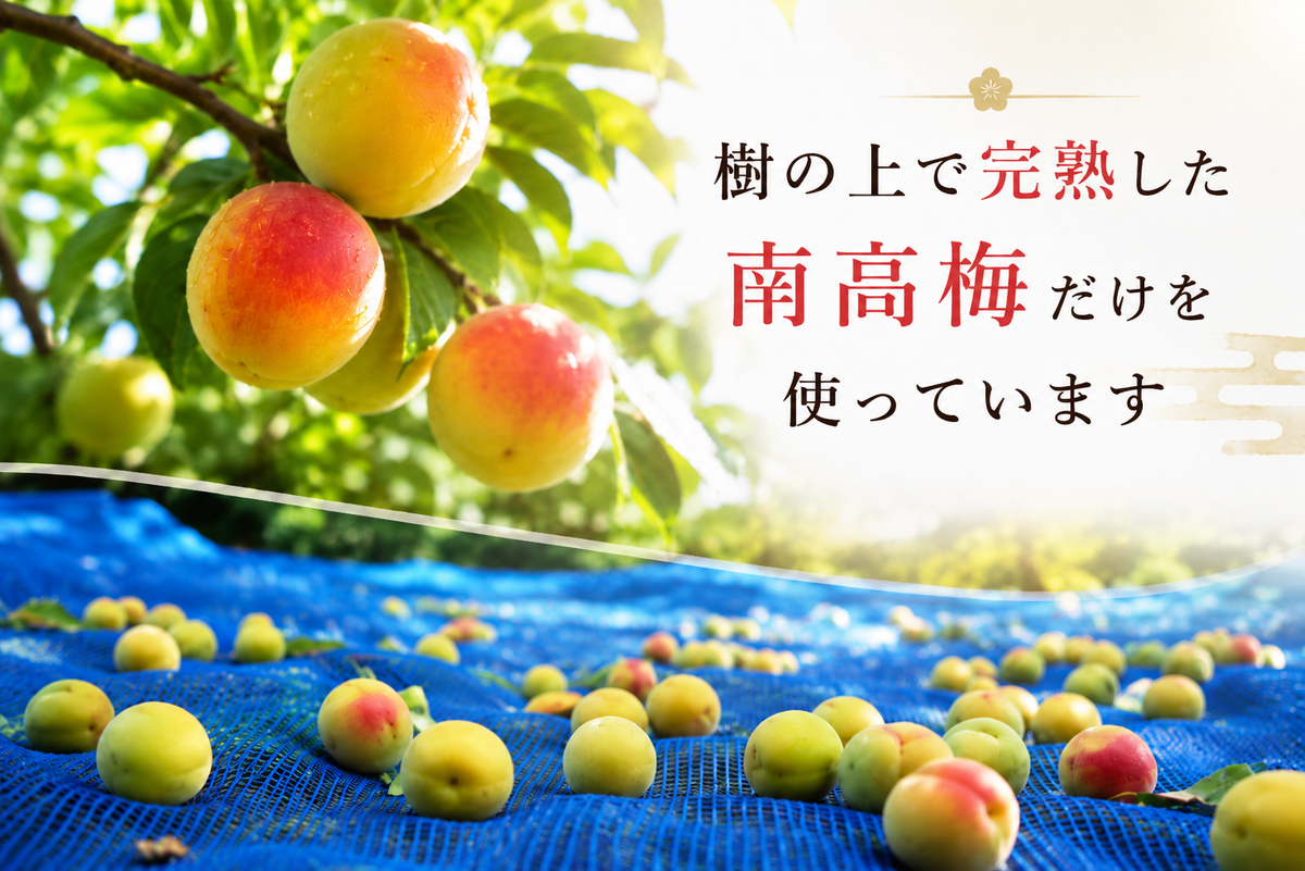 無添加 梅干し 訳あり 紀州南高梅 雹害ひょう害エール 塩だけ 白干し梅 20％ 傷あり 産地応援 和歌山県産 昔ながら 酸っぱい家庭用 国産